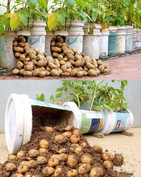 Growing Avocado, Potatoes In Containers, Grow Potatoes In Container, Container Potatoes, Irish Potato, Potato Varieties, Grow Avocado, Planting Potatoes, Hydroponic Farming