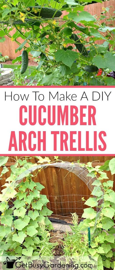 Growing cucumbers on a trellis saves space in the garden, and makes harvesting a breeze. Follow this step-by-step tutorial to make your own simple arch cucumber trellis. Cucumber Arch Trellis, Cucumber Trellis Diy, Bean Trellis, Pea Trellis, Grape Trellis, Tomato Trellis, Garden Arch Trellis, Cucumber Trellis, Diy Garden Trellis