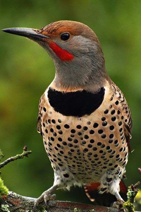 Northern Flicker, Bird Poster, Black Neck, Lovely Creatures, Kinds Of Birds, Bird Embroidery, Creepy Crawlies, Big Bird, All Birds