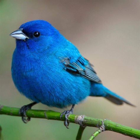 Birds Wallpaper Hd, Bunting Bird, Indigo Bunting, Painted Bunting, Bird Wallpaper, Bird Supplies, Biome, Backyard Birds, All Birds