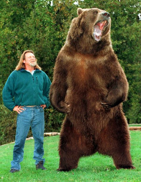 Doug Seus and Bart the Bear Bart The Bear, Sussex Spaniel, Kodiak Bear, Grizzly Bears, Brown Bears, Bear Drawing, Bear Photos, Big Animals, Animal Magic