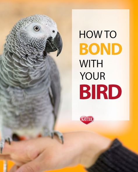 Pet Birds Parrots, Parrot Training, Parrot Pet, Pet Tips, Bird Aviary, Parrot Cage, Bird Care, African Grey Parrot, Parrot Toys