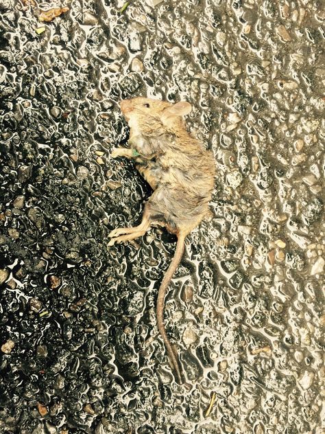 Mouse: wet and dead. Dead Mouse, On The Ground, Kangaroo, Collage, Animals, Pins