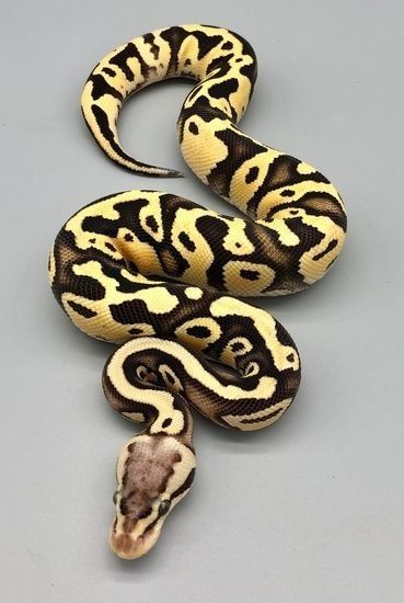 Ball Python Tattoo, Clown Ball Python, Ball Python Snake, Pet Aesthetic, Snake Photos, Pretty Snakes, Ball Python Morphs, Ball Pythons, Cute Reptiles