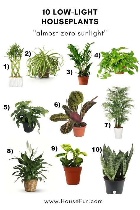 Z Z Plant, Tall Indoor Plants Low Lights, Z Plant, Low Light House Plants, Indoor Plants Low Light, Houseplants Low Light, نباتات منزلية, Household Plants, Plant Light