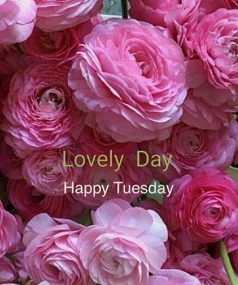 Good Morning Tuesday Wishes, Happy Tuesday Images, Happy Tuesday Morning, Tuesday Greetings, Tuesday Images, Good Morning Tuesday, Birthday Wishes Greetings, Good Night Flowers, Good Morning Friends Images