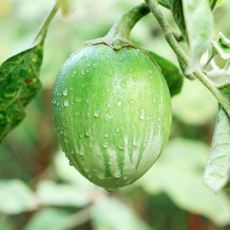 Aubergine Grafted Plants - F1 Emerald | Suttons Growing Eggplant, Thai Eggplant, Green Eggplant, Eggplant Seeds, Unique Fruit, Seed Pack, Green Fruit, Plant Spacing, Emerald Isle