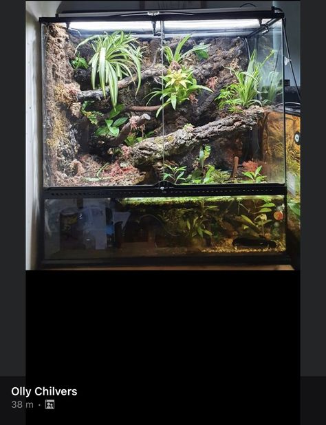 Arboreal Snake Enclosure, Large Snake Enclosure, Frog Tank, Gecko Terrarium, Snake Tank, Reptile Room, Pet Enclosure, Crested Gecko, Reptile Enclosure