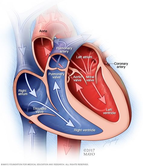 Mitral Valve Regurgitation, Heart Symptoms, Unexpected Loss, Atrial Septal Defect, Aortic Valve Replacement, Tricuspid Valve, Mitral Valve, Heart Valves, Congenital Heart Defect