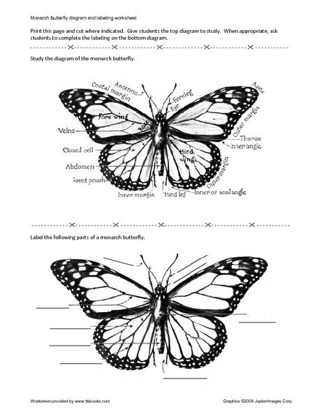 Butterfly Diagram, Butterfly Anatomy, Butterfly Tattoo Meaning, Ivory Trade, Butterfly Back Tattoo, About Butterfly, Stem Lesson, Butterfly Nail Art, Linocut Art