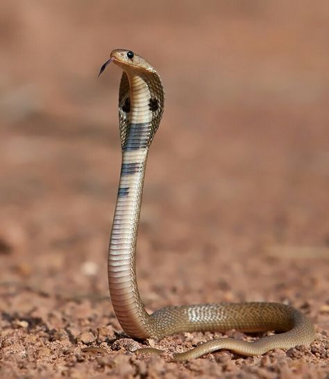 Baby cobra snake Baby Cobra, Indian Cobra, King Cobra Snake, Snake Images, Snake Photos, Baby Snakes, Ipl Live, Krishna Avatar, Friendship Quotes Images