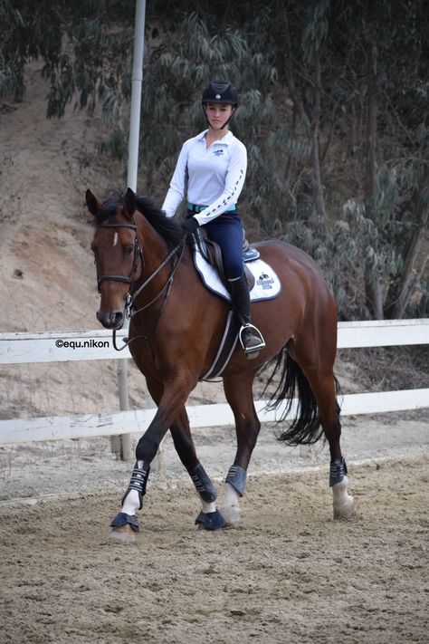 Horse Trotting With Rider, Horse Trotting, Hunter Horse, Horse Riding Aesthetic, Equestrian Problems, Horse Dressage, Dream Horse, Cowgirl And Horse, Dressage Horses