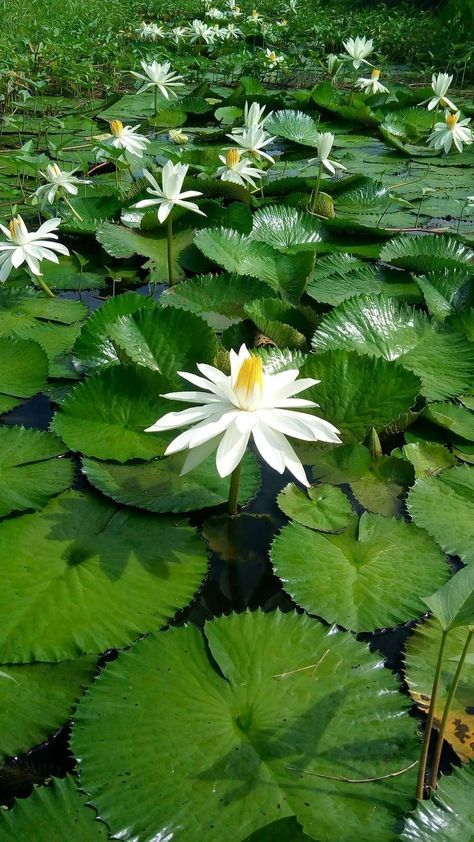 Nymphaea lotus Nymphaea Lotus, Lotus Flower Pictures, Lily Lotus, New Theme, Water Lilies, Flower Pictures, Lotus Flower, The Live, Lotus