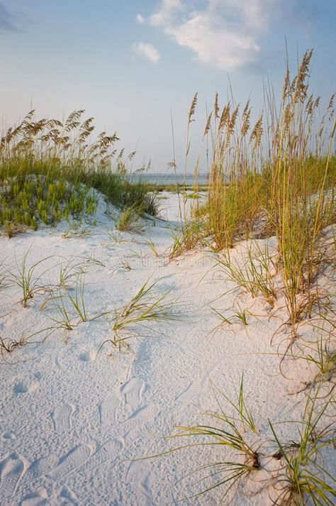 Footprints in the Sand Dunes at Beach. Path with footprints in the sand dunes wi , #Sponsored, #Beach, #Path, #footprints, #Footprints, #Sand #ad Art Plage, Sea Oats, Beach Path, Landscaping Images, Pensacola Beach, Ocean Scenes, Beach Landscape, Beach Painting, Sand Dunes