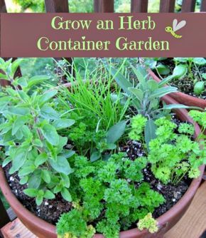 Herb Container Garden, Growing Herbs In Pots, Vertical Herb Gardens, Herb Container, Garden Roof, Container Herb Garden, Garden Uk, Mini Rock, Herb Containers