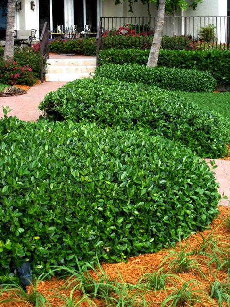 Ficus Hedge, Ficus Plant, Ficus Microcarpa, Evergreen Hedge, Florida Plants, Green Island, Planting Shrubs, Low Maintenance Landscaping, Home Landscaping