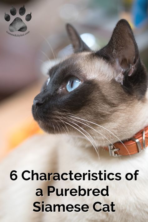 Yes, Siamese cats are Purebred! They’re actually considered a “natural” breed, which simply means they have developed genetically without the interference of humans. Learn more about Siamese Cats on my blog! #SiameseCats #SiameseKittyKat #IndoorCats #SiameseCatLovers #PurebredSiameseCat Siamese Cats For Sale, Siamese Cats Facts, Snowshoe Siamese, Cat Siamese, Cat Area, Purebred Cats, Tonkinese, Cats Rule, Siamese Kittens