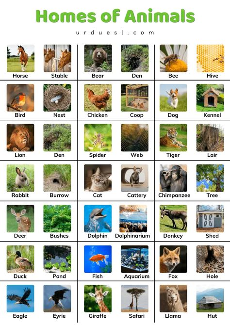 Homes of Animals with Names and Pictures - Download pdf Animals Homes Activities, Wild Animals And Their Homes, Animals And Their Homes Worksheets, Homes Of Animals, Animals Name With Picture, Animals Name List, Animals List, Animals And Their Homes, Animals Name In English