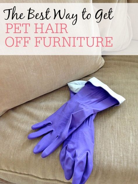 How To Clean Cat Hair Off Furniture, How To Get Cat Hair Off Furniture, Dog Hair Removal, Cat Hair Removal, Pet Things, Cleaning Pet Hair, Ouzo, Clean Couch, Deep Cleaning Tips