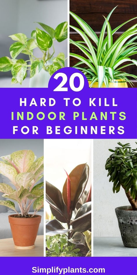 "20 hardy indoor plants, beginner-friendly houseplants, low maintenance 
indoor plants, resilient houseplants, easy to care for indoor plants, 
indoor plants for beginners, durable houseplants, tough indoor plants, 
robust houseplants, resilient indoor plants, hardy houseplants for 
beginners, low maintenance houseplants, beginner-friendly indoor plants, 
sturdy indoor plants, hard to kill houseplants, durable indoor plants, 
tough houseplants for beginners House Plants Beginner, Plants For Beginners Indoor, Easy Indoor Plants For Beginners, House Plants For Beginners, Indoor Plants For Beginners, Best House Plants, Plants For Beginners, Plant Jungle, Easy Indoor Plants