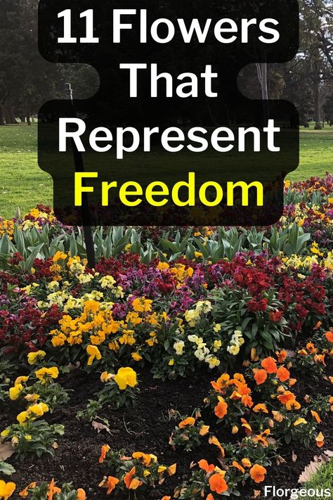 Flowers That Represent Freedom Flower Meaning Freedom, Symbol Of Freedom Tattoo Ideas, Symbols For Freedom, Freedom Symbols, Flower Symbolism, Florida Flowers, Freedom Tattoos, Freedom Meaning, Flower Symbol