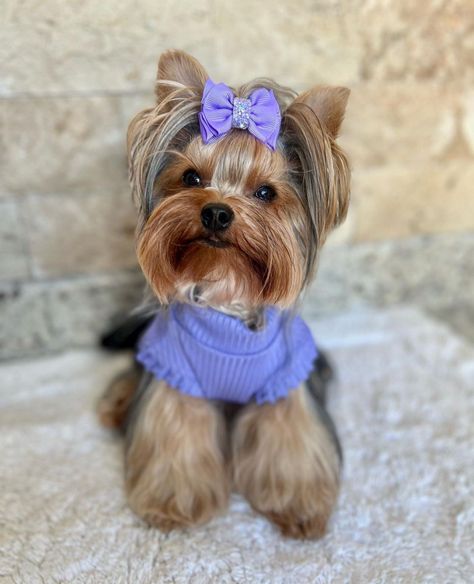 Yorker Haircut, Pixies Aesthetic, Yorkie Terrier Haircuts, Boujee Dog, Yorkie Haircut, Yorkie Cuts, Yorkie Haircuts, Teacup Yorkie Puppy, Yorkie Terrier