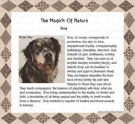 Dogs In Witchcraft, Dog Whiskers Witchcraft, Dog Witchcraft, Witchy Notebook, Dog Whiskers, Spiritual Animals, Native American Zodiac, Nature Dog, Spiritual Animal