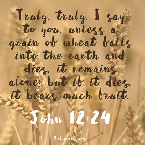 "Truly, truly, I say to you, unless a grain of wheat falls into the earth and dies, it remains alone; but if it dies, it bears much fruit." John 12:24 #owlegories #votd #verse #Bible John 12:24, John Scriptures, John 12, Verse Bible, Jesus Teachings, Bible Verse Canvas, Max Lucado, Favorite Bible Verses, Gods Promises