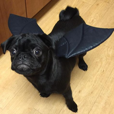 Pug Halloween Costumes, Pugs In Costume, Bat Costume, Patchwork Sleeve, Black Halloween Dress, Black Pug, Halloween Bats, Halloween Dress, Halloween Outfits