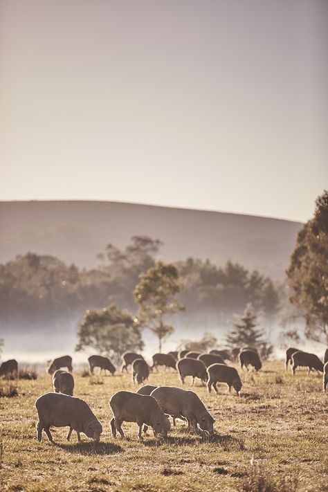 Sheep On Farm, Rural Aesthetic, Shearing Sheep, Farmyard Animals, Landscape Meadow, Australian Sheep, Thorn Birds, Sheep Grazing, The Thorn Birds