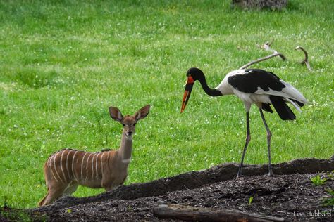 Cincinnati Zoo (@CincinnatiZoo) on X Cincinnati Zoo, Unlikely Friends, Cincinnati