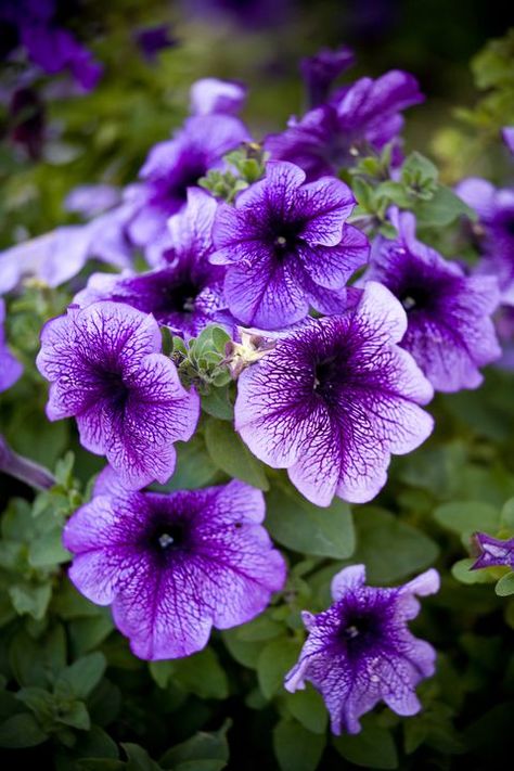 Best Annual Flowers Outdoor Flowering Plants, Wave Petunias, Mailbox Landscaping, Purple Petunias, Summer Flowers Garden, List Of Flowers, Annual Flowers, Flower Quotes, Hanging Garden