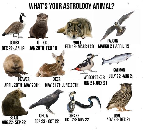 What's your Astrology Animal? Personality Traits and Characteristics. July Zodiac Sign, January Zodiac Sign, Native American Astrology, Cardinal Signs, Birth Animal, Native American Zodiac, Native American Animals, Native American Totem, Spirit Animal Totem