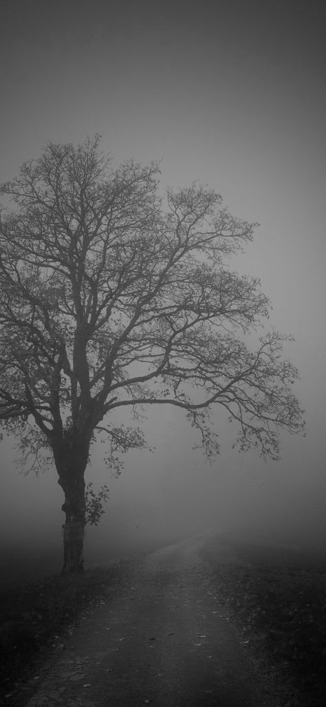 Gloomcore Wallpaper, Melancholy Aesthetic Wallpaper, Dark Phone Backgrounds, Morning Fog Aesthetic, Gloomy Nature Wallpaper, Dark Fog Aesthetic, Foggy Dark Aesthetic, Gloomy Forest Wallpaper, Black Foggy Background