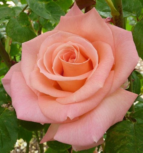 rose 2 Rose Reference, Best Roses, Rose Belle, Rose Orange, Rose Bush, Lavender Roses, Pretty Roses, Rose Pastel, Porsche Carrera