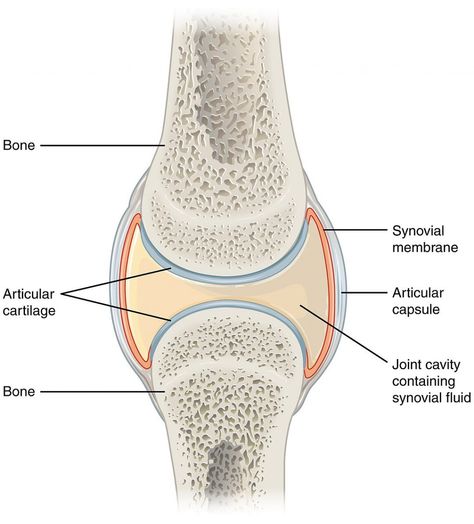 The synovium is a membrane that lines the inside of many of our joints. Inflammation of the synovium, known as synovitis, produces swollen and painful joints. Hyaline Cartilage, Joints Anatomy, Anatomy Bones, Anatomy Coloring Book, Synovial Fluid, Basic Anatomy And Physiology, Musculoskeletal System, Body Joints, Human Anatomy And Physiology