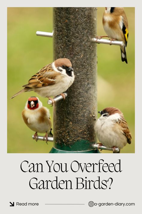 Can you overfeed garden birds? Absolutely! While it's wonderful to help wildlife, too much food can cause dependency, overcrowding, and poor nutrition. Discover the signs of overfeeding and the best ways to provide the right amount for your garden birds. Explore our tips on maintaining a healthy, balanced feeding routine for all your backyard visitors. High Energy Foods, Poor Nutrition, Bird Treats, Garden Diary, Natural Diet, High Fat Foods, Food Source, Sunflower Seeds, Bird Garden