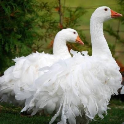 Sebastopol Geese have been called the 'pantomime goose' because of their fancy feathers. They have a curled feather mutation which gives the birds a fluffy appearance. Sebastopol Geese, Exotic Birds, All Birds, Pretty Birds, Colorful Birds, The Grass, Swans, Bird Watching, Farm Life