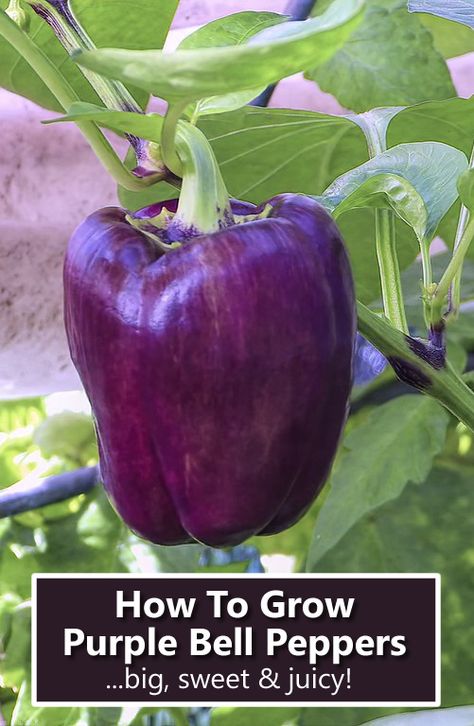 How To Grow Purple Bell Peppers - in your raised garden beds. #gardening #garden #raisedbeds #gardeningtips #greenthumb #homestead #homesteading Grow Bell Peppers, Purple Bell Pepper, Bell Pepper Plant, Purple Pepper, Homestead Lifestyle, Growing Bell Peppers, Tip Of The Iceberg, Rainbow Garden, Garden Stand