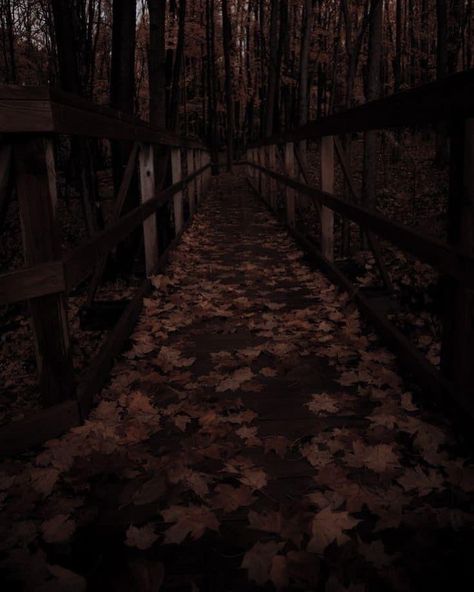 Brown Forest Aesthetic, Mahogany Aesthetic, Acedamia Aesthetic, Brown Eyes Aesthetic, Dark Forest Aesthetic, Autumn Magic, Dark Autumn, Black Phone Wallpaper, 22 December