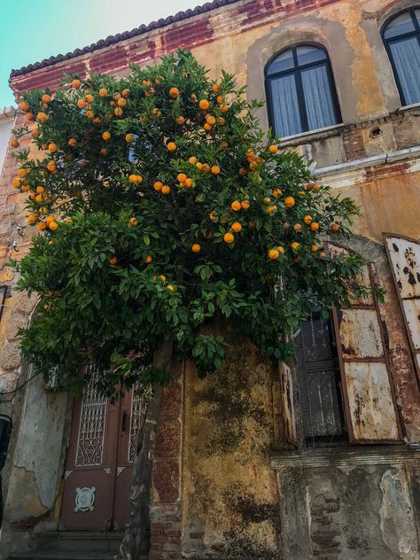 Tangerine Tree Aesthetic, Orange Trees Aesthetic, Orange Tree Aesthetic, Collage Items, Tangerine Tree, European Beauty, Mandarin Tree, Tropical Aesthetic, Orange Trees