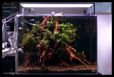 Blackwater Aquarium, Aquarium Scape, Hanging Gardens Of Babylon, Aqua Scape, Aqua Scaping, Gecko Terrarium, Aquascape Design, Mini Aquarium, Gardens Of Babylon