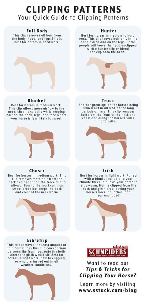 Clipping Patterns for horses Horse Training Exercises, Horse Braiding, Equine Care, Horse Riding Quotes, Horse Information, Healthy Horses, Horse Exercises, Horse Facts, Horse Clipping