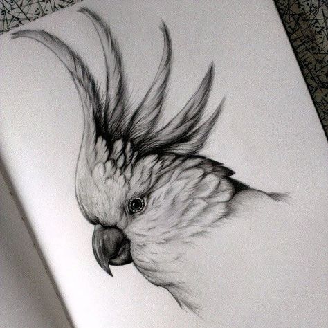 Parrot Cockatoo. Detailed Black and White Wildlife Drawings. Wildlife Drawings, Easy Pencil Drawings, Pencil Drawings Of Animals, Bird Sketch, Animal Drawings Sketches, Drawing Eyes, Drawing Hair, White Drawing, Detailed Drawings