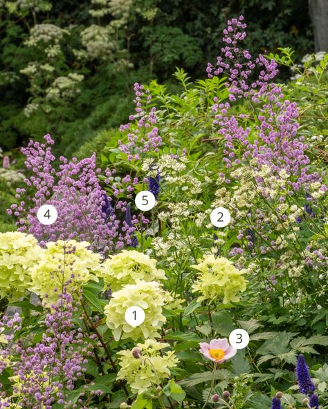 Thalictrum Delavayi, Shady Border, Deep Purple Flowers, Winning Awards, Garden Border, Garden Plan, Hydrangea Garden, Hydrangea Paniculata, Planting Plan