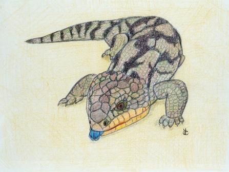 Blue Tongue Lizard, Lizard Drawing, Australian Party, Lizard Art, Australia Animals, Australian Animals, Pencil Art Drawings, Art Card, Pencil Art