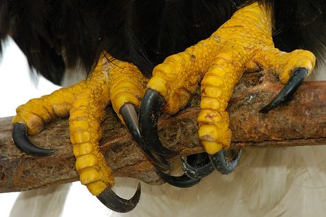 Bald Eagle Talons Bird Talons, Eagle Talon, Puffins Bird, Thomas Merton, Eagle Pictures, Eagle Bird, Eagle Claw, American Bald Eagle, Golden Eagle