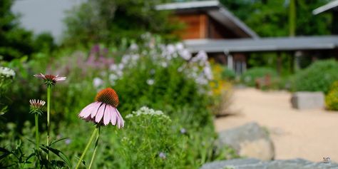 North Carolina has so many beautiful botanical gardens perfect for spending a spring day. Check out these 15 botanical gardens in North Carolina! Daylily Garden, Coastal Plain, Living Roofs, Biltmore Estate, Western North Carolina, University Of North Carolina, Carnivorous Plants, Plant Collection, Spring Day