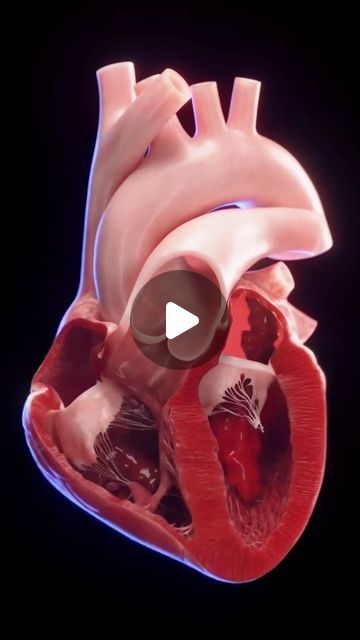 worldofmedics on Instagram: "Unlike traditional models, we've visualized just a trace of blood flow to reveal the heart's intricate mechanics. This approach keeps the structures visible, providing a clearer understanding of how the heart pumps life through our bodies. Animation by @sciepro.official #HeartBloodFlow #ConceptualAnimation #CardiacEducation #SciePro #meded #cardiology #heart #science #med #anatomy #vray #3d" Heart Pumping Blood, Heart Blood Flow, Heart Science, Blood Sugar Tracker, Basic Anatomy And Physiology, Heart Pumping, Heart Pump, Healthy Diet Tips, Human Heart