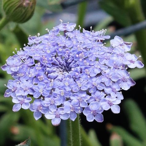 Annie's Annuals & Perennials | Had you been plant shopping in 1828, you could have added Didiscus caerulea 'Lacy Blue' to your cottage garden! This Aussie annual… | Instagram Blue Lace Flower, Greek Garden, Plant Shopping, Blue Queen, Queen Anne's Lace, Garden Living, Fragrant Flowers, Plant Nursery, Perennial Plants